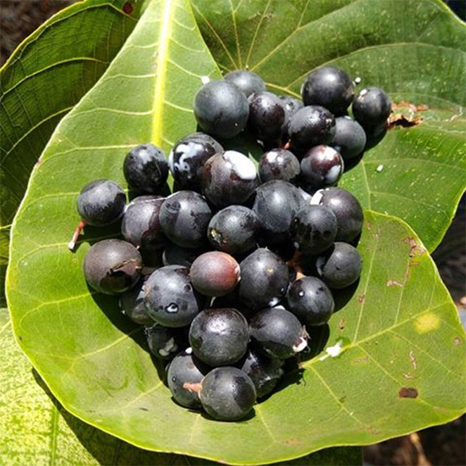 konkan2