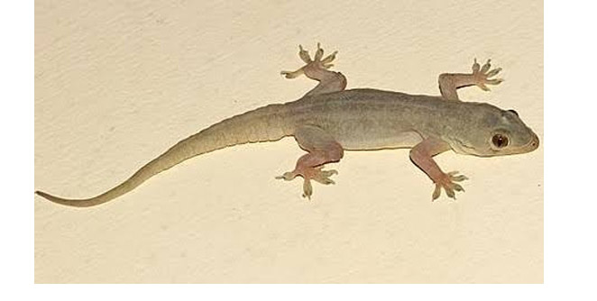 lizard