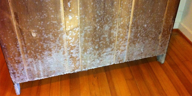 mold