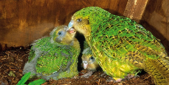 parrot