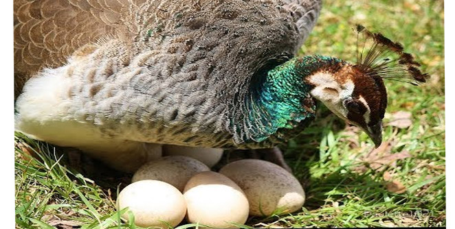 peahen