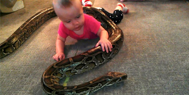 python