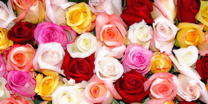 rose