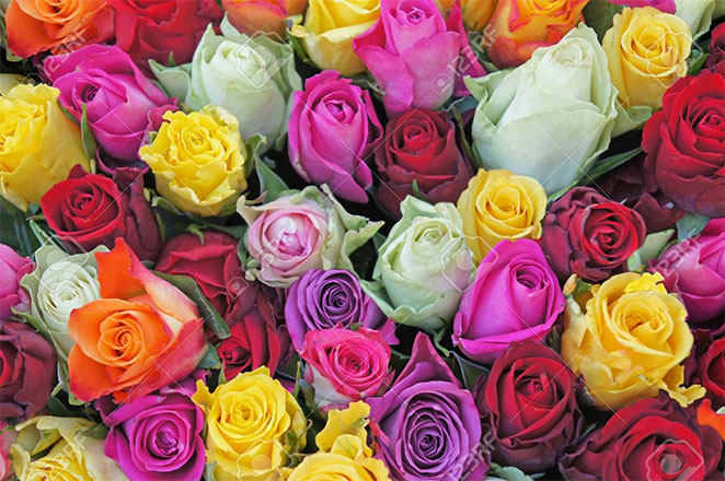 rose2
