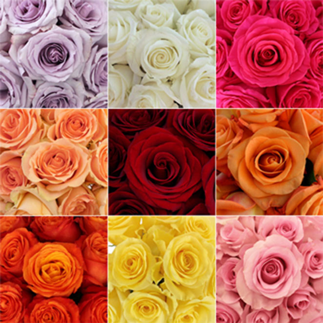 rose3