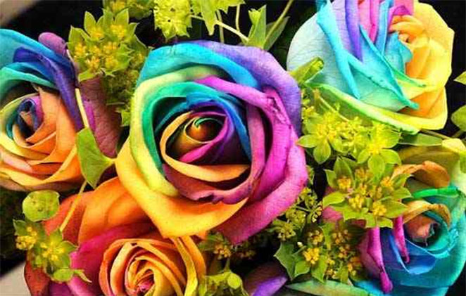 rose4