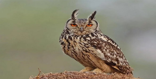 ullu